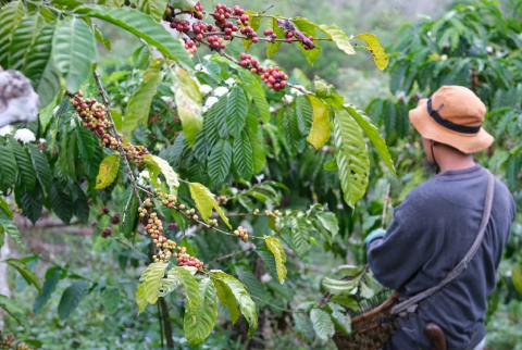 Fair Trade <br>Certified